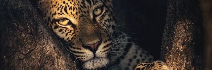 LunaLopes18's profile banner image