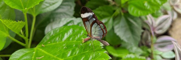 AndreaColins Profile Banner