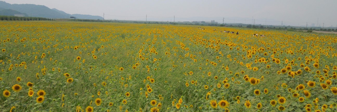 とくさん@次回マラソン未定 banner