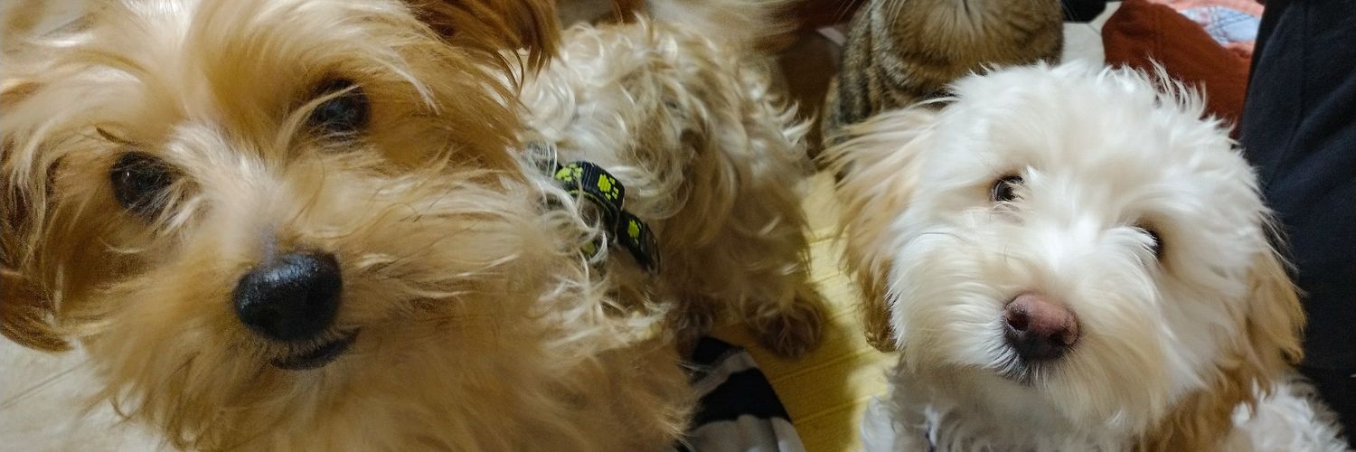 Camineira1_'s profile banner image