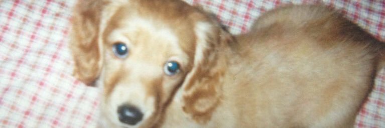 puri_rs's profile banner image