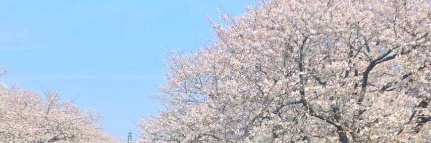 Risca_GYSN banner