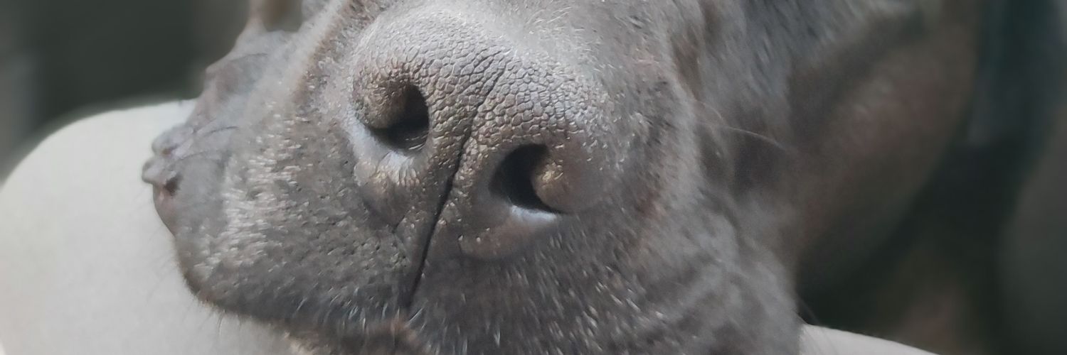 emma_carlenna's profile banner image