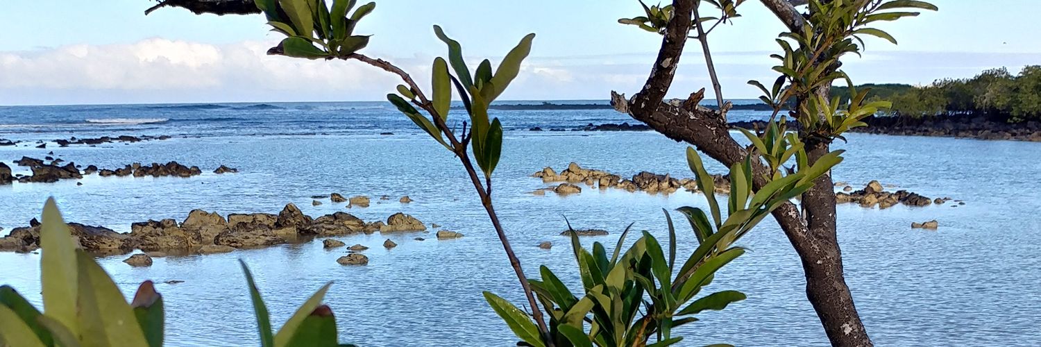 Alli Carneiro 🐏 🌳 banner