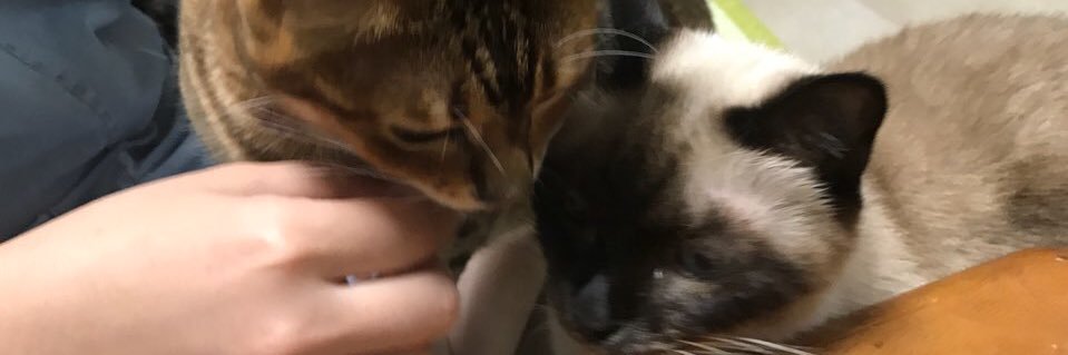 peanutsground's profile banner image