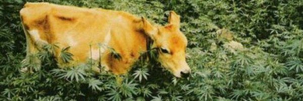 MluhyaFlani Profile Banner