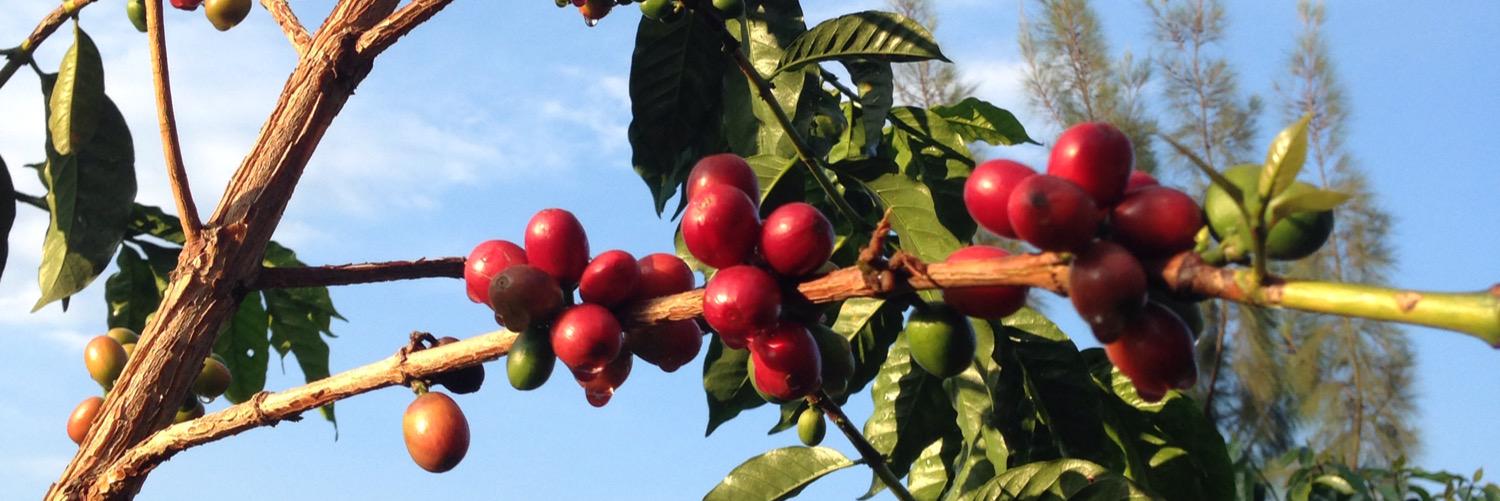 StFrankCoffee's profile banner image