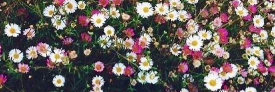 emmschneider12's profile banner image