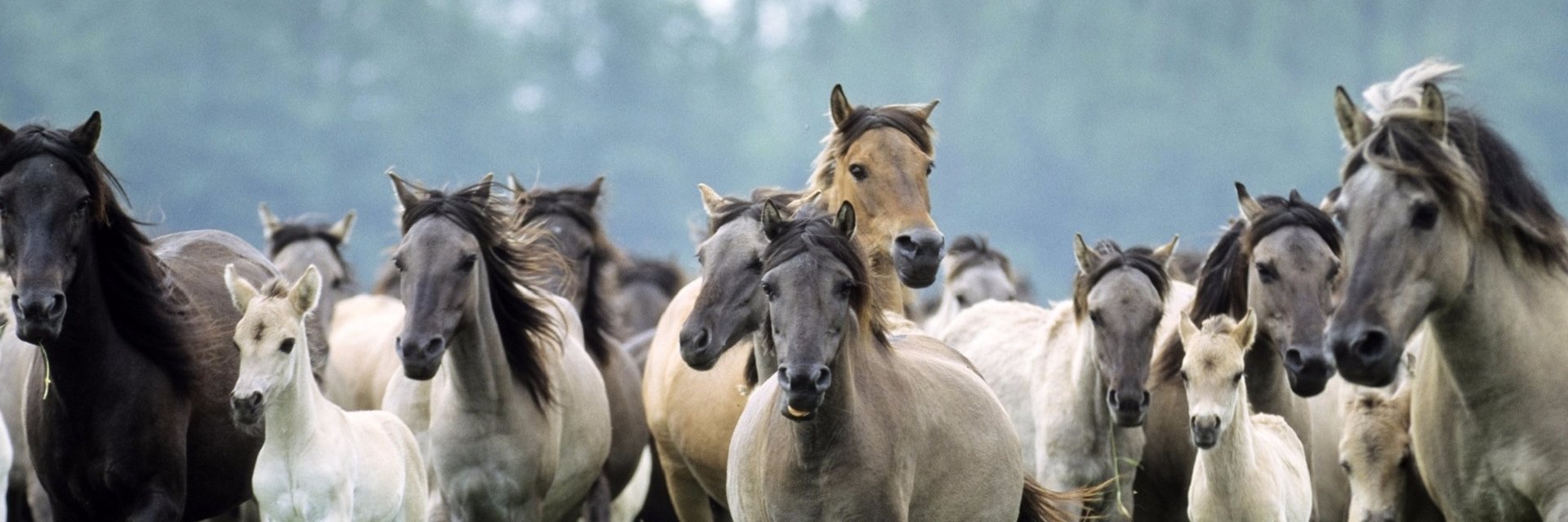 #equestrianhour banner