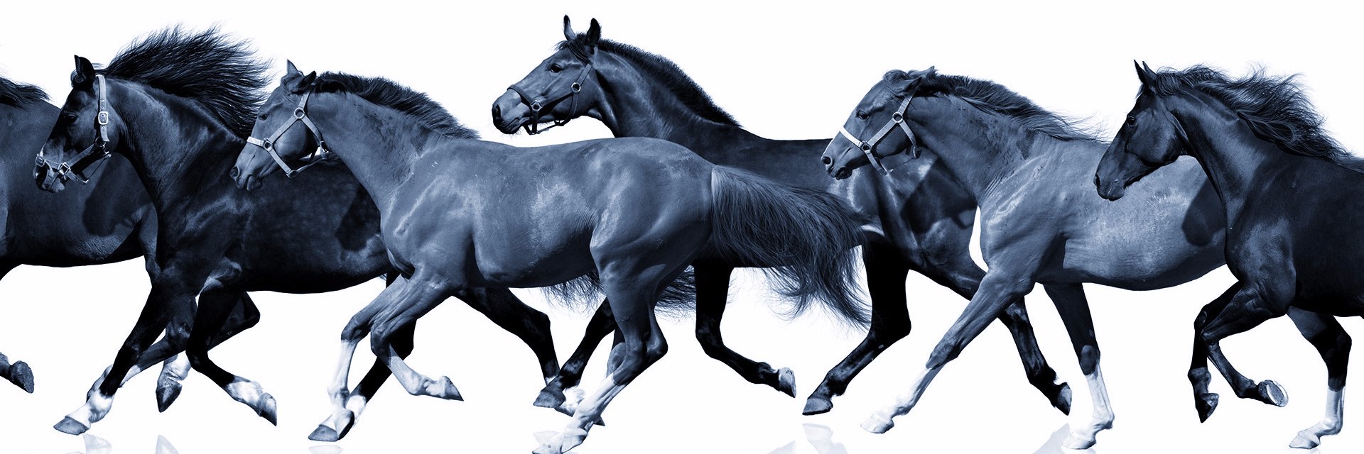 dressagehour's profile banner image