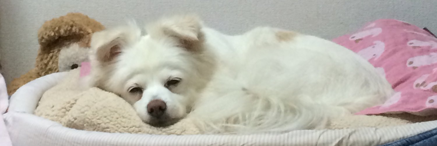 HappyHikarin's profile banner image