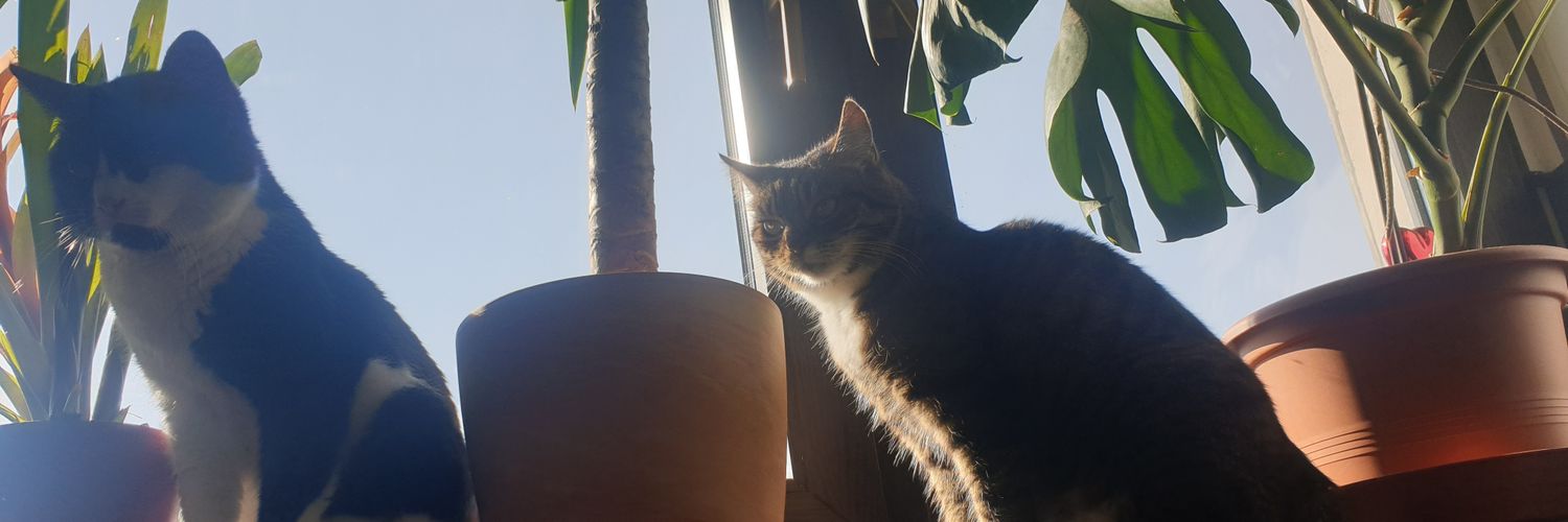 PookaSoul's profile banner image
