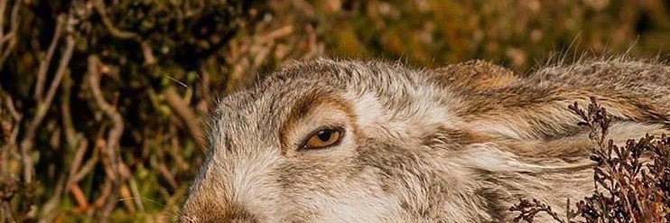 Welshbeard's profile banner image