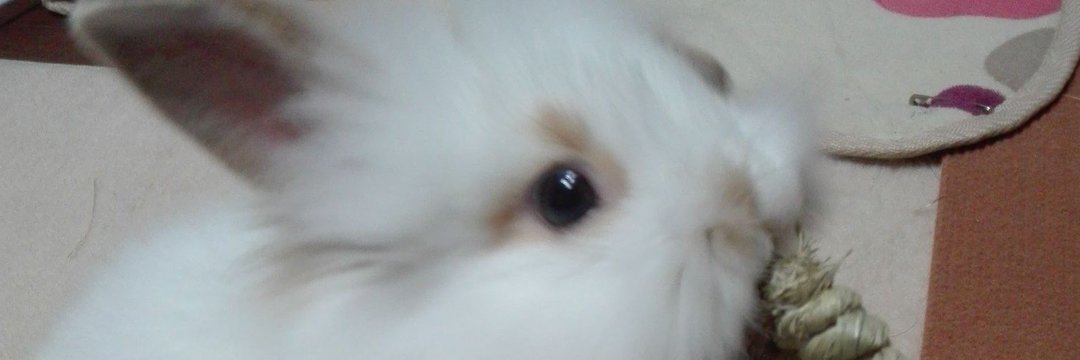 武者小路ミゲル banner