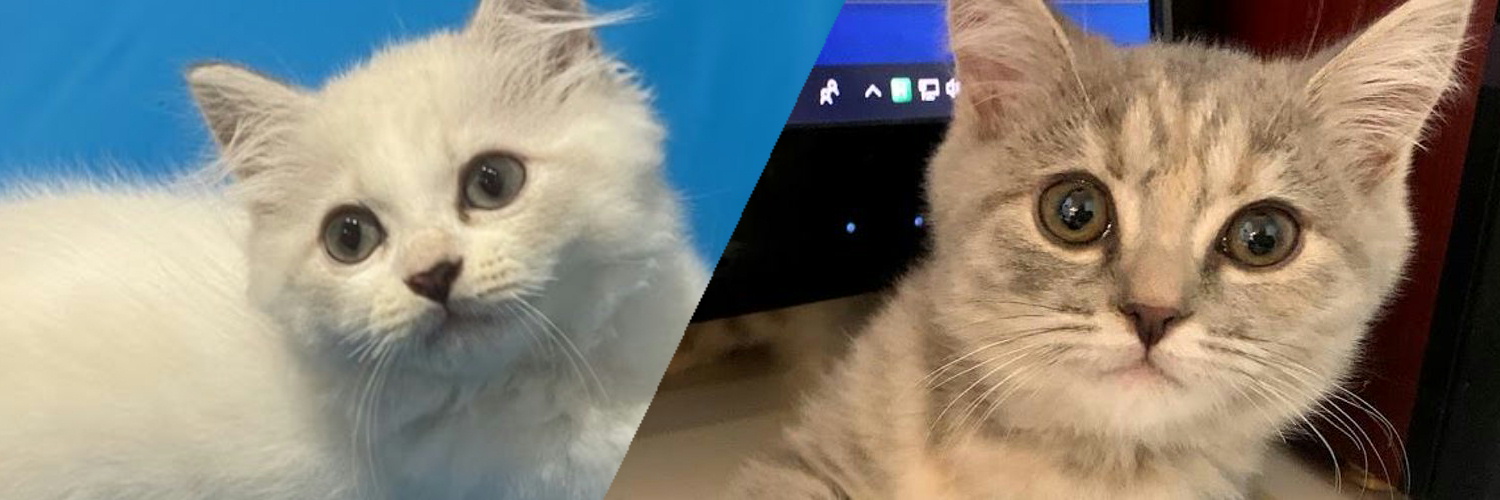 わいんつ@CB650R banner