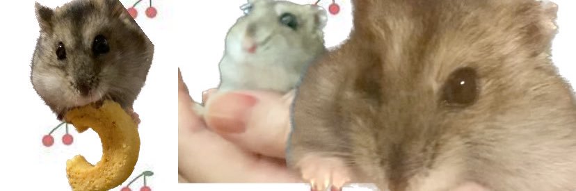 kottokohamutaro's profile banner image