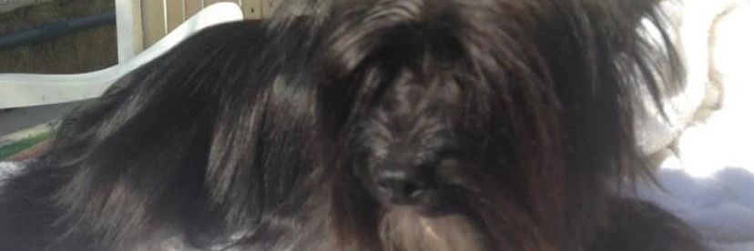 Andrea 🌸 banner