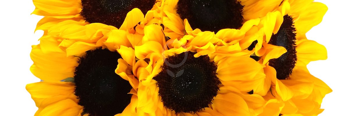 NeazoiNz's profile banner image