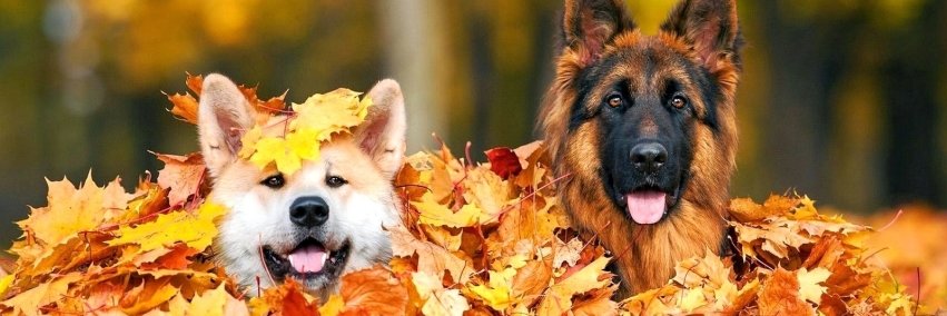 Pawesome_Dogs's profile banner image