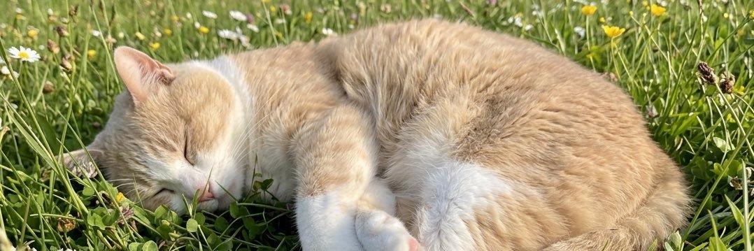 neritan87's profile banner image