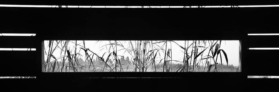BacktoSwan's banner