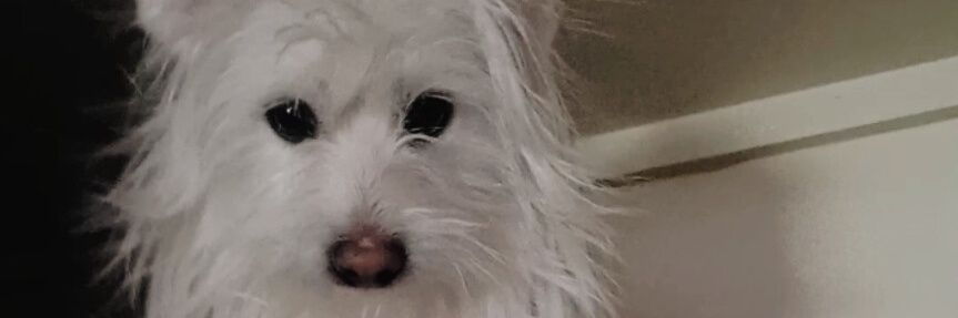さかもと banner