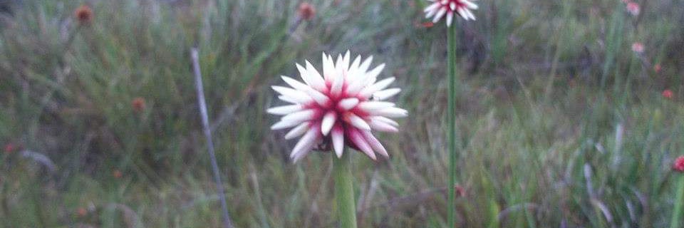 Antagonista de la corrupción banner