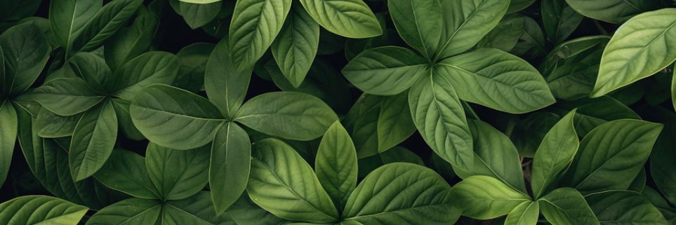 florbot's profile banner image