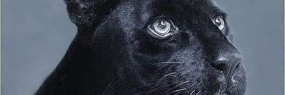 👑AYOKUNUMI ✌🏿🤴🏿✌🏿 banner