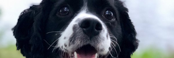 MaxCollMD Profile Banner
