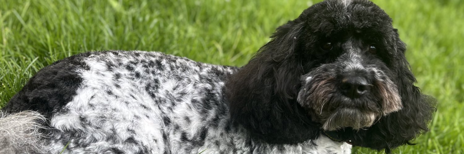 Lindsey Forde banner