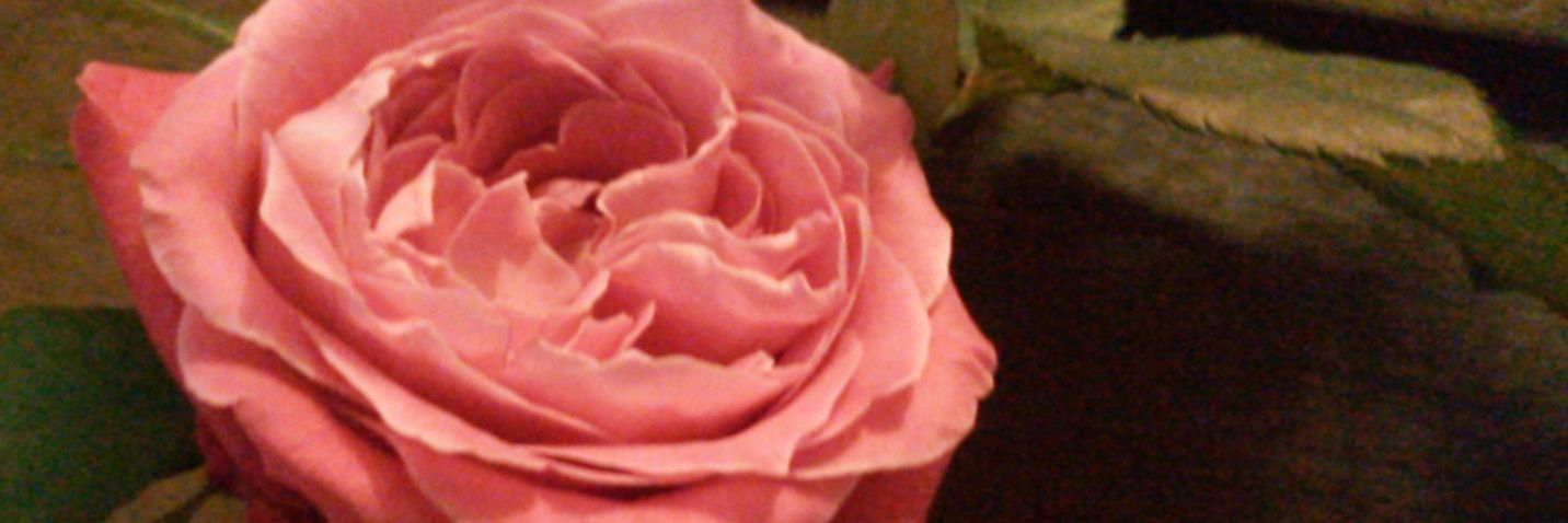 meg_82_tr's profile banner image