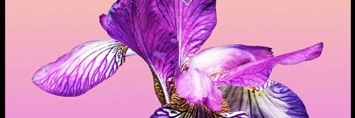 ikhaldy5's profile banner image