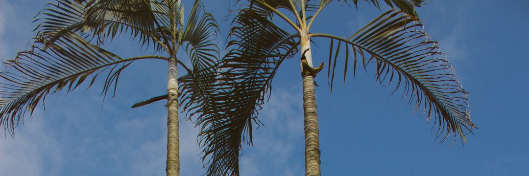 Samshojay's profile banner image