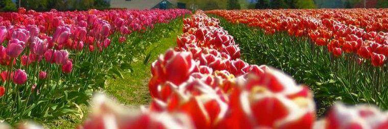 Yasir Mushtaq banner