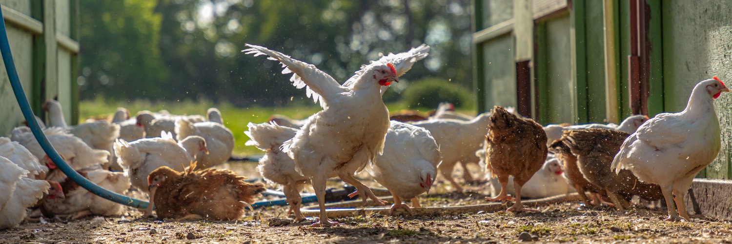 SuttonHooFreeRange banner