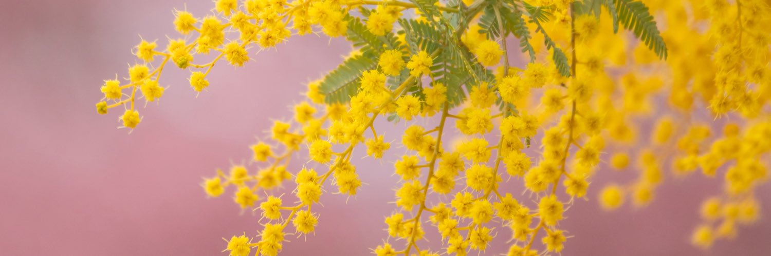 世布古（セプコ）| Photographer banner