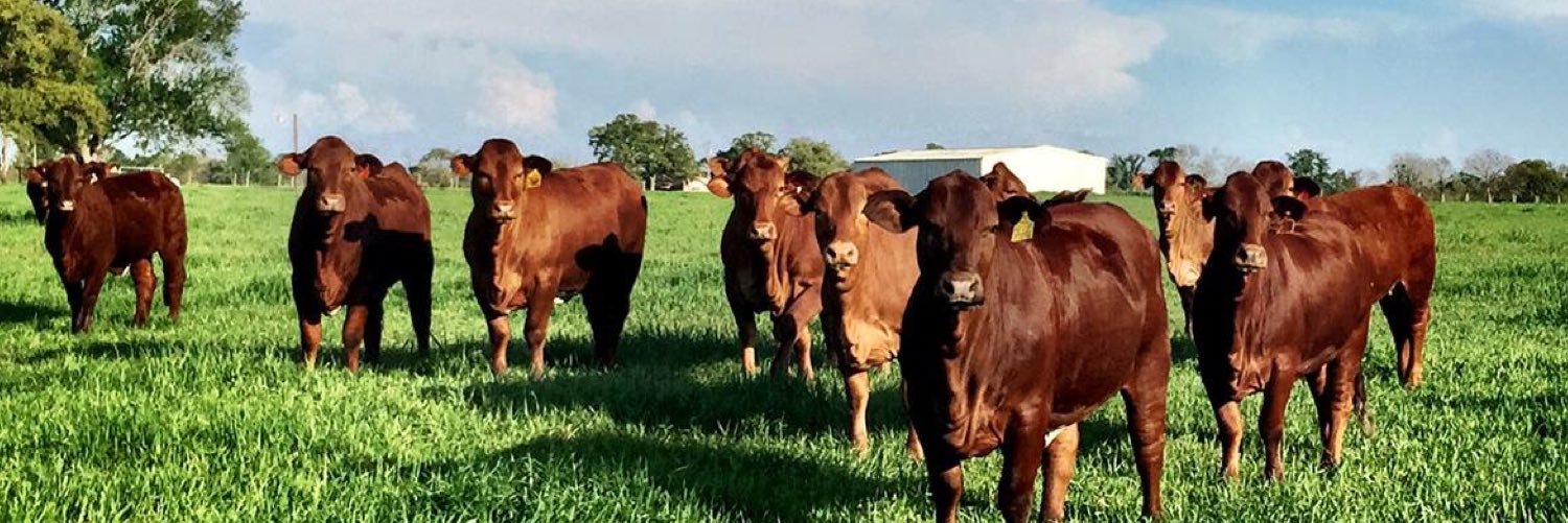 Beefmaster Colombia banner