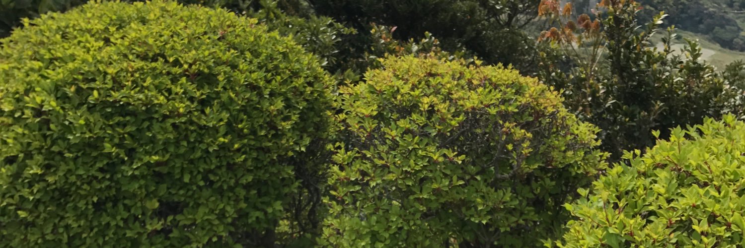 抹茶 banner