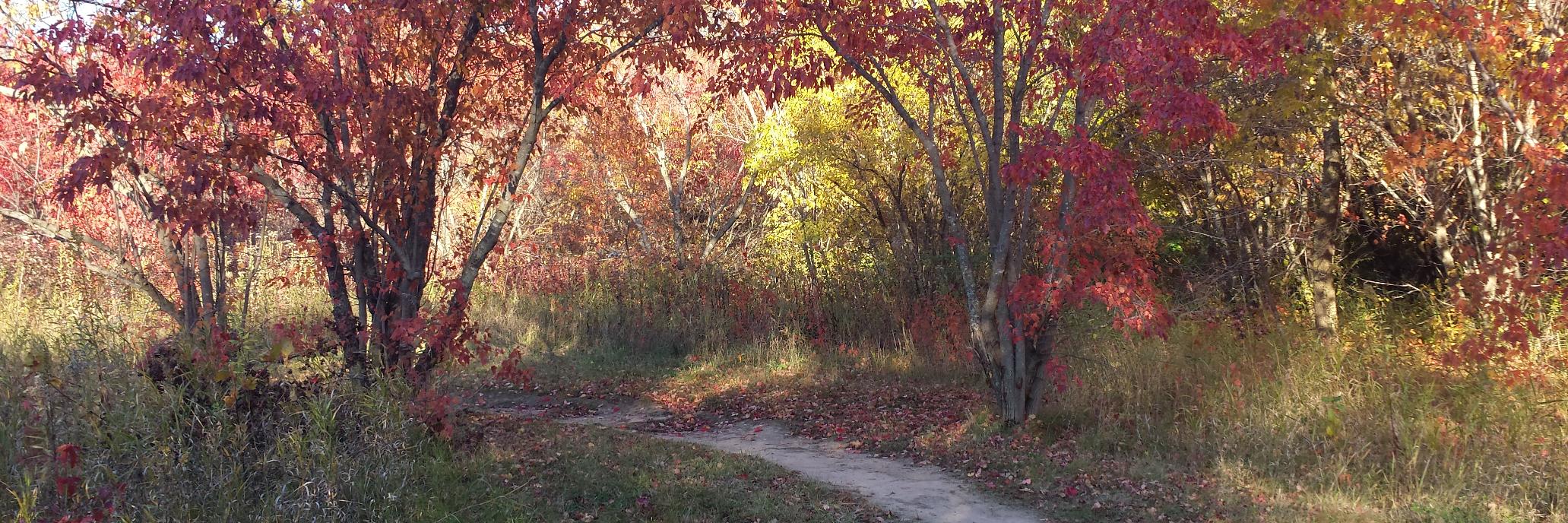 David Williams banner