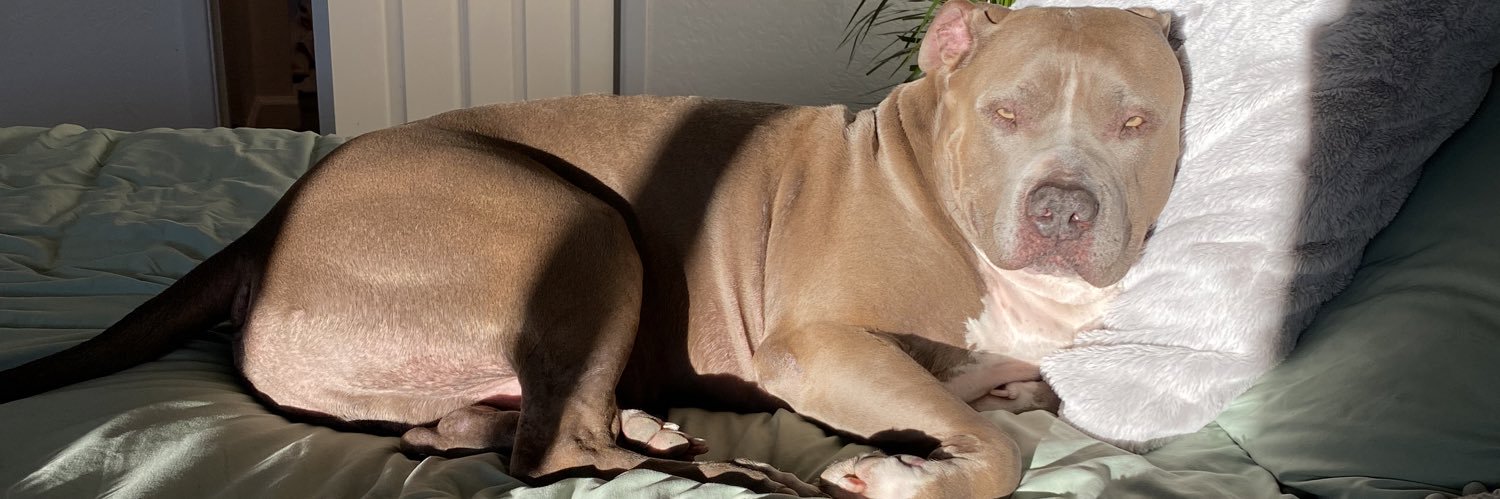 Lexi Dutch banner