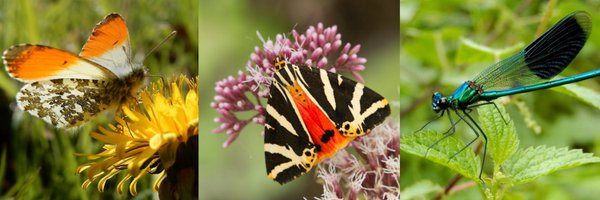 vlinderNL Profile Banner