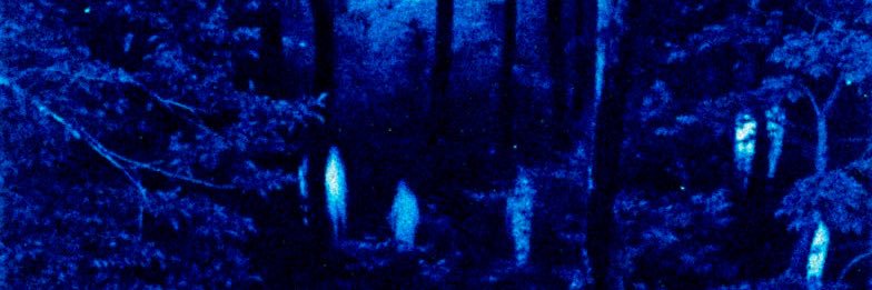 ᴛʜᴇ ʀᴇᴀʟ ғᴏx 🫧 banner