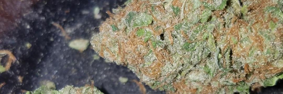 quickbud's profile banner image