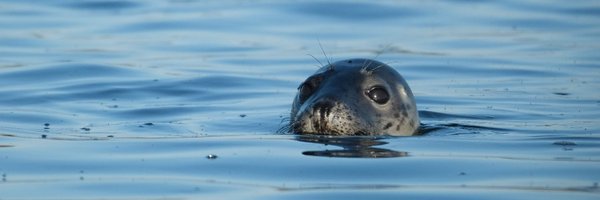 KnuuttilaS Profile Banner