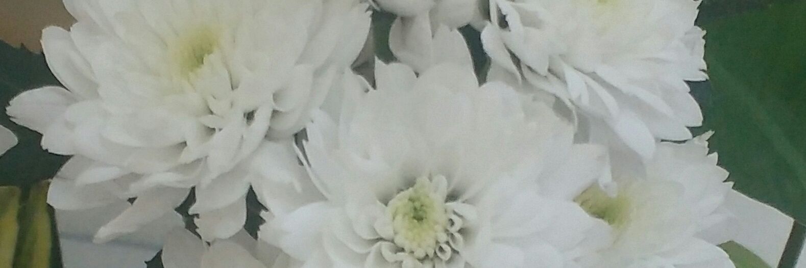 nit_boice55's profile banner image