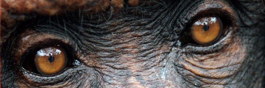 Longtime Fluffer banner