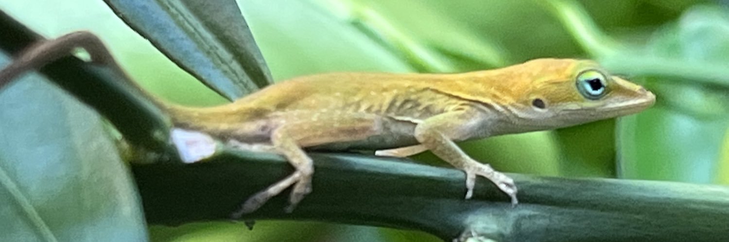 Paul D Nelson banner