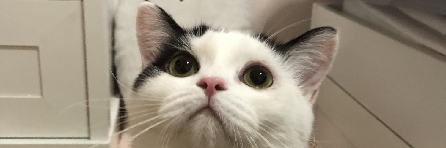 bowboboa's profile banner image