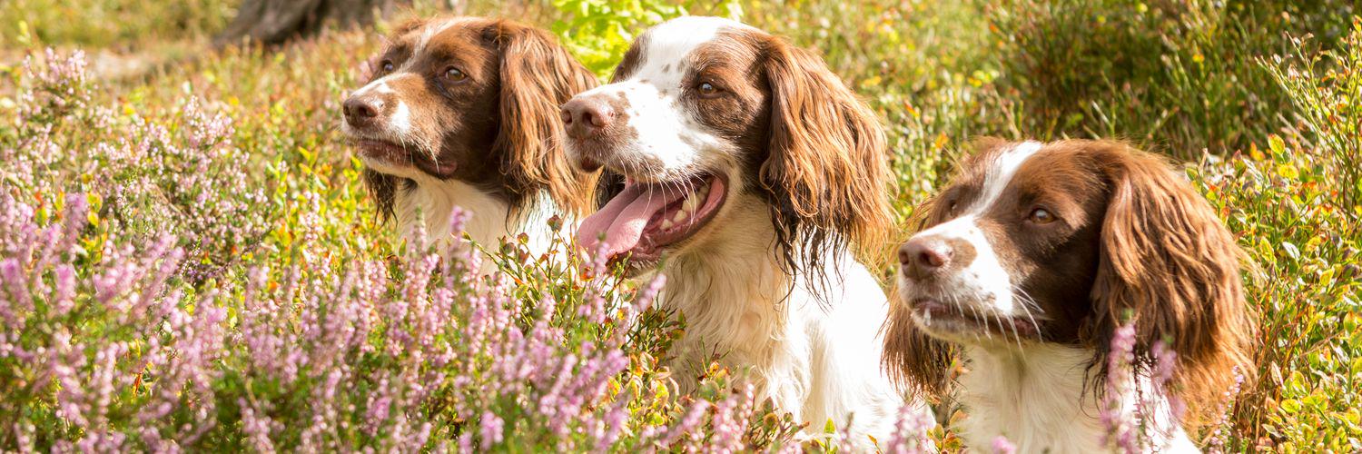 Let Dogs Be Dogs banner